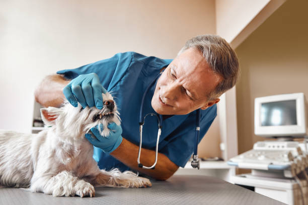 Best Emergency Dental Care for Sports Injuries in Boyes Hot Springs, CA